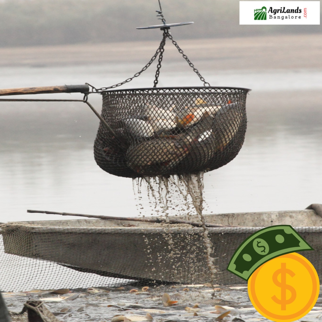 Exploring the Importance of Aquaculture Fish Farming near Bangalore